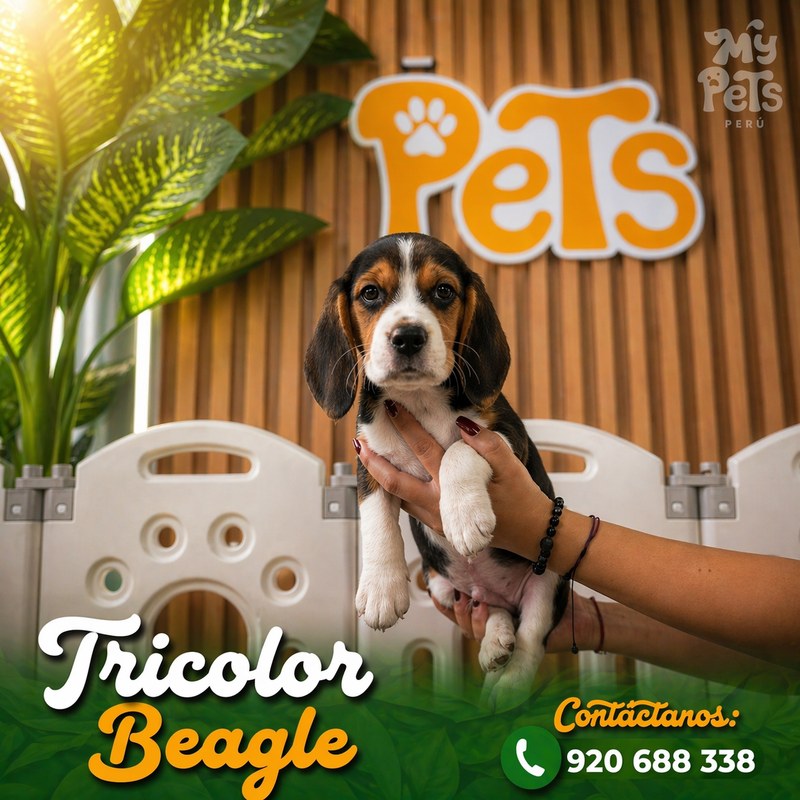 Beagle Tricolor
